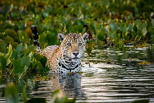 Spend a few nights exploring the Pantanal and Porto Jofre, spotting jaguars, capybaras, and blue macaws