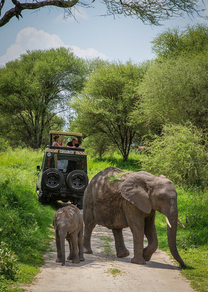 TheresaTaylerLakeManyaraElephants20220612at6.53.18PM5