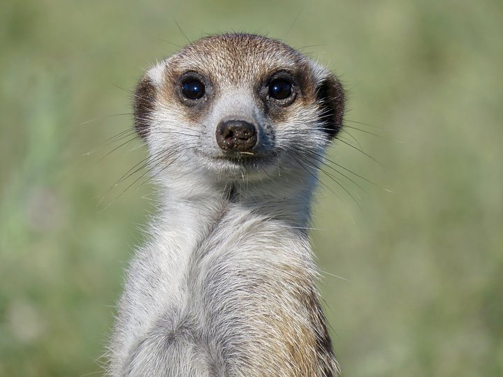 Meet with Meerkats
