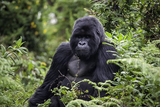 Rwanda's Wild Wonders: Gorillas & Chimpanzees