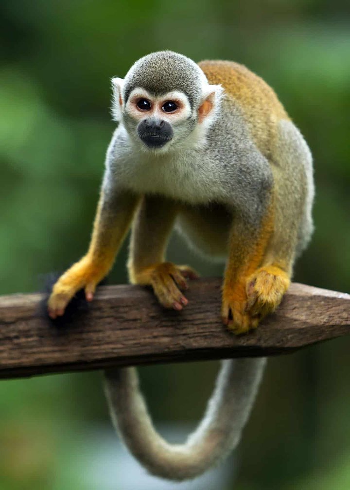 SquirrelMonkey1770677229