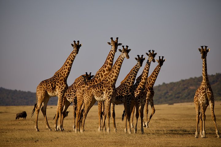 TANZmagdalenakulamancheegYURRvBM5JQunsplash