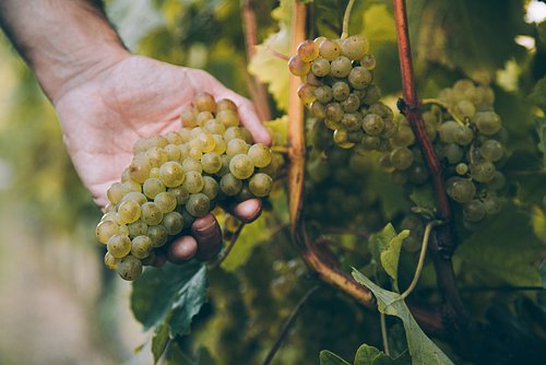 Saborea la magia del txakoli