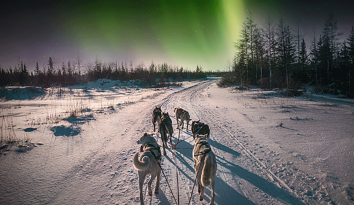 Dogsledding
