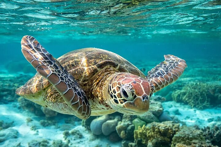 ExcursionssnorkelingcatamarancruiseorexploringBridgetown