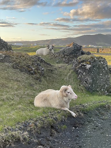 websitesheep