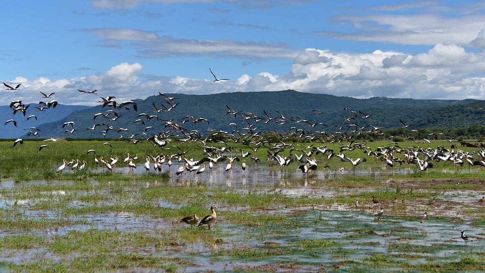 Birds over the shallows at Lake Manyara
