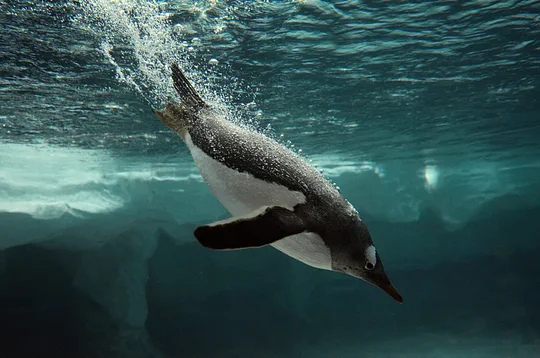Visit Antarctic Centre