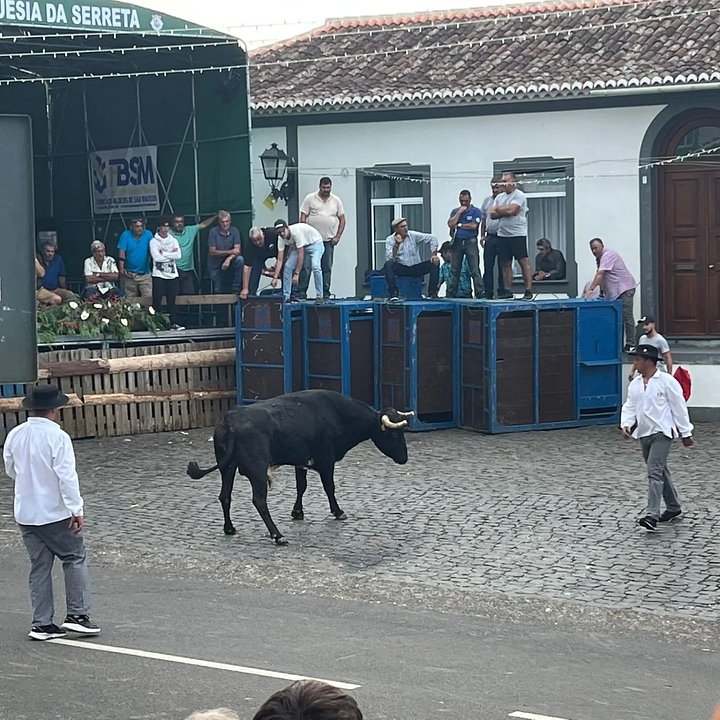 bull