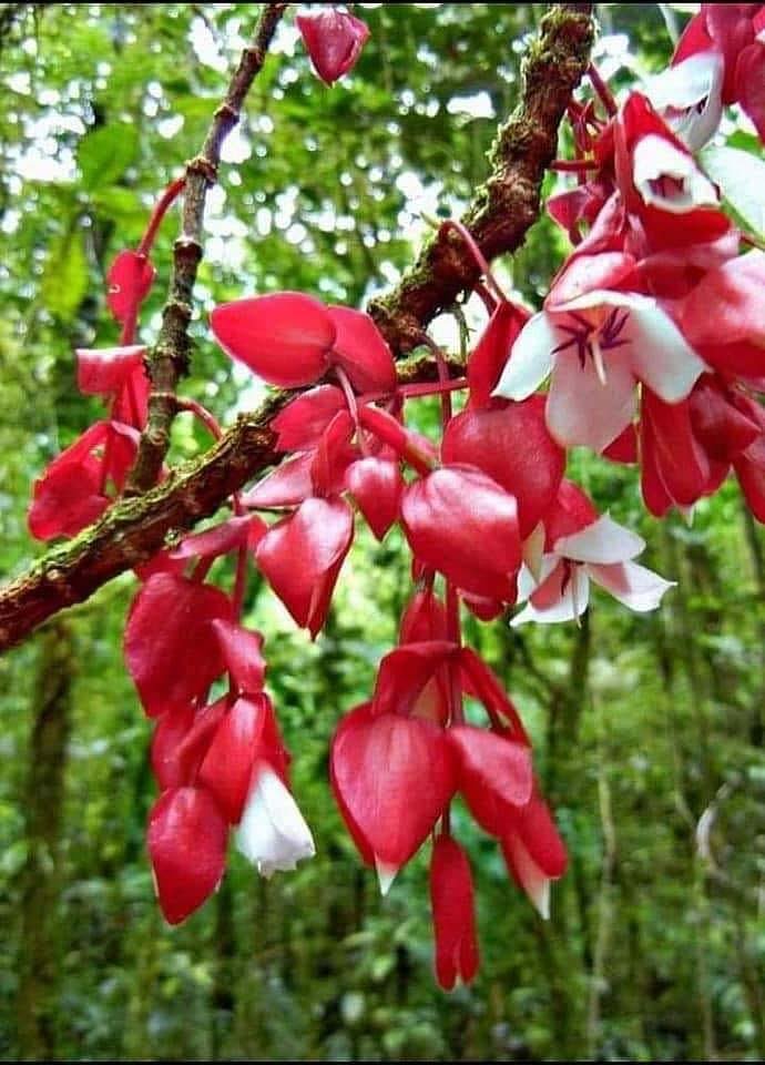 TagimouciaFlowerTaveuni2