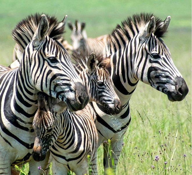 Affordable Safari: South Africa & Kenya