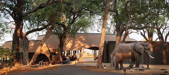 Safari “Lion King Experience”