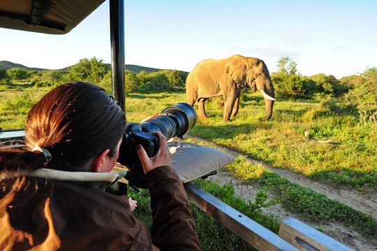 Professional Wildlife Photographer