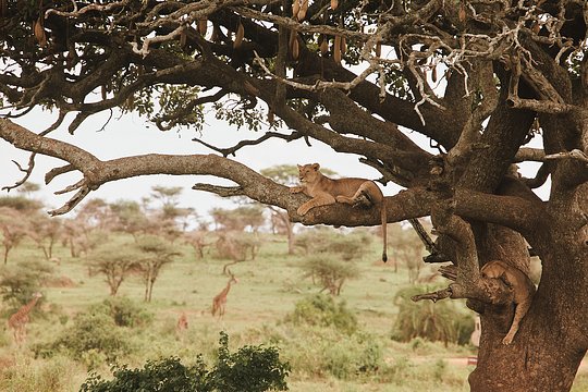 Serengeti Dreams: A Luxury Safari & Wellness Escape