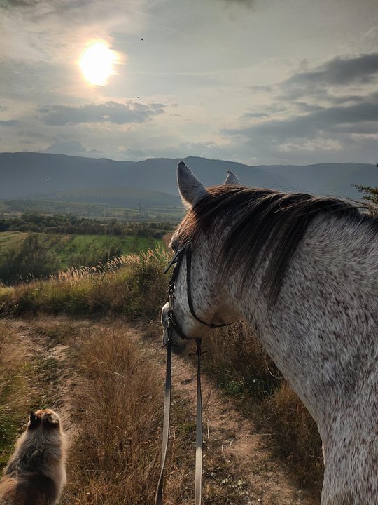All-inclusive 2 day equestrian experience at the foothills of the Carpathians