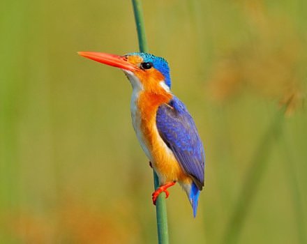 Chobe National Park