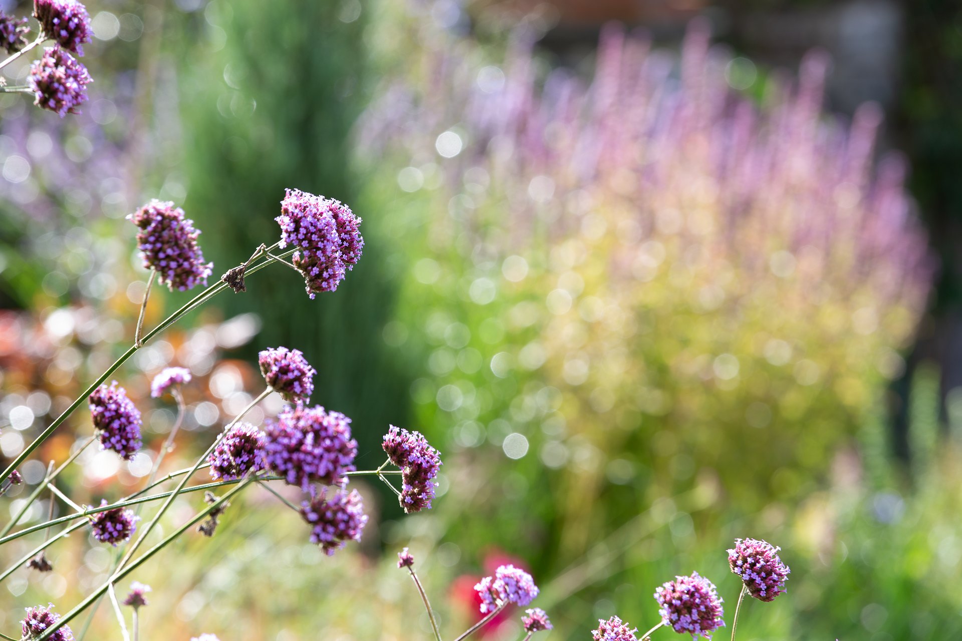 Toniclowerwalledgarden