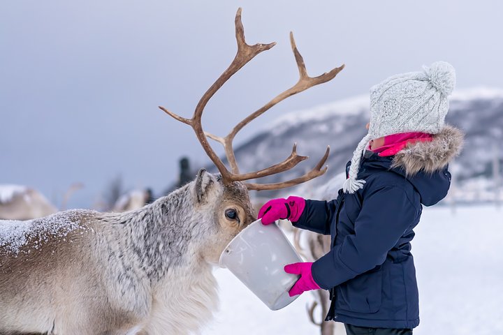 littlegirlfeedingreindeerinwinter20250109034327utc