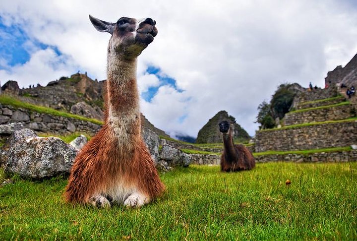 llama at machu picchu inca trail to machu picchu