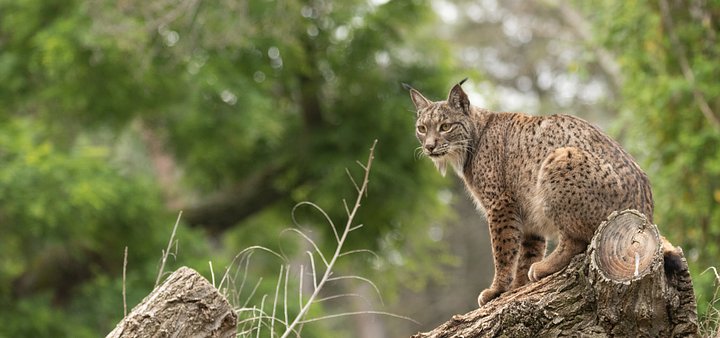 The Iberian Lynx Experience