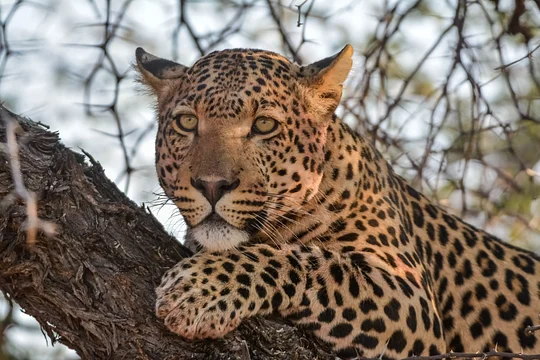 Discover elephants, black rhinos, lions, giraffes, antelopes, and zebras in the Etosha Pan Reserve