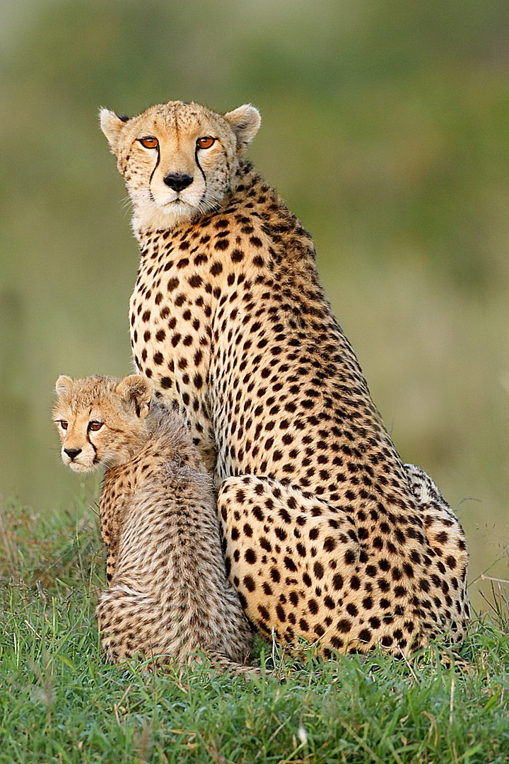 CheetahsPortrait