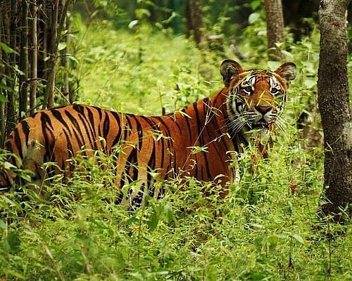 Tiger Safari