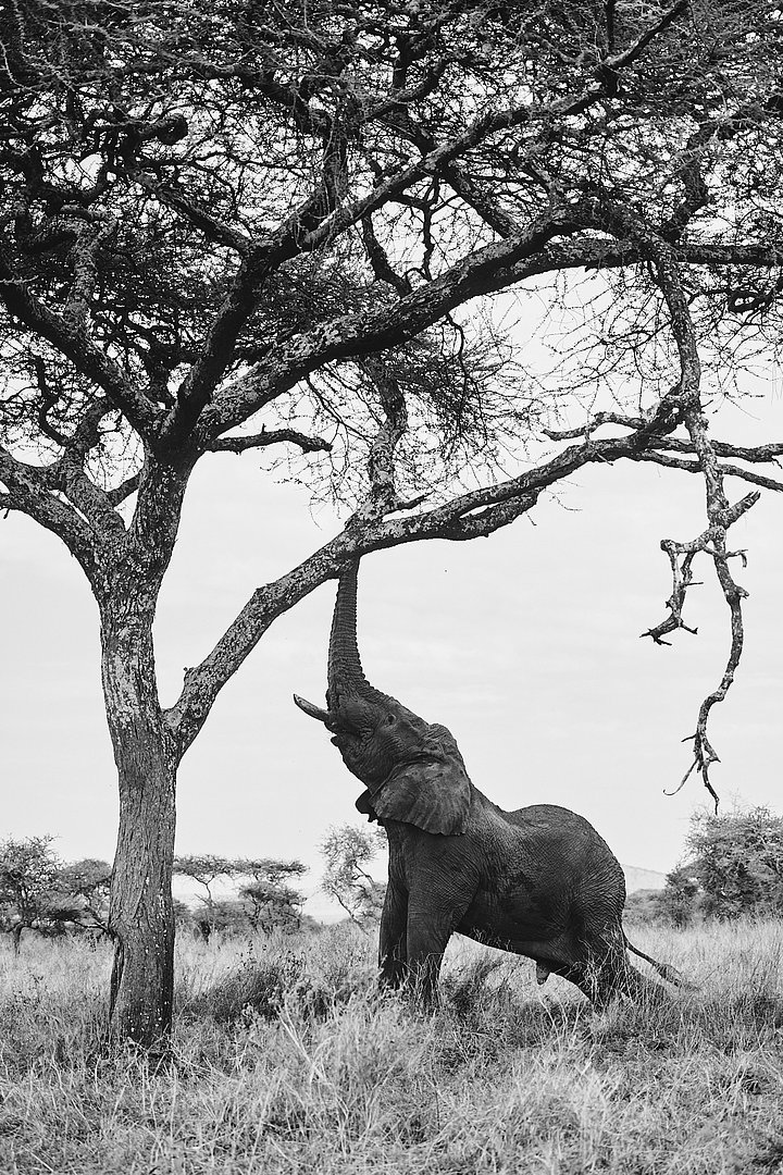 HR_TANZANIA_ZAHIJOURNEYS_2024_1223