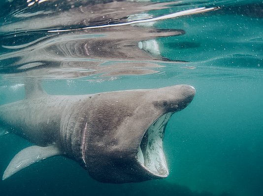 Basking Sharks