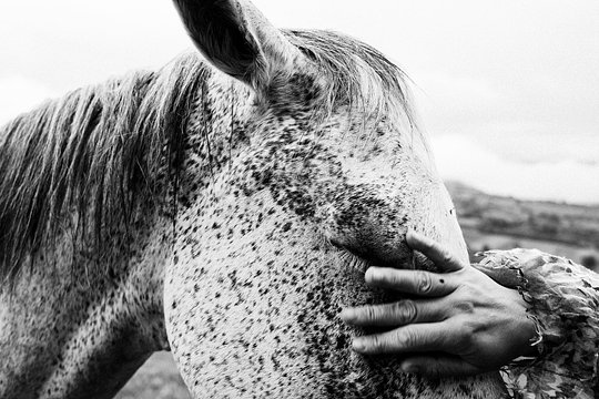 Gallop or trot with confidence