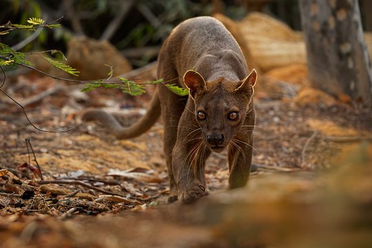 Explore the Kirindy Forest and meet a Fossa