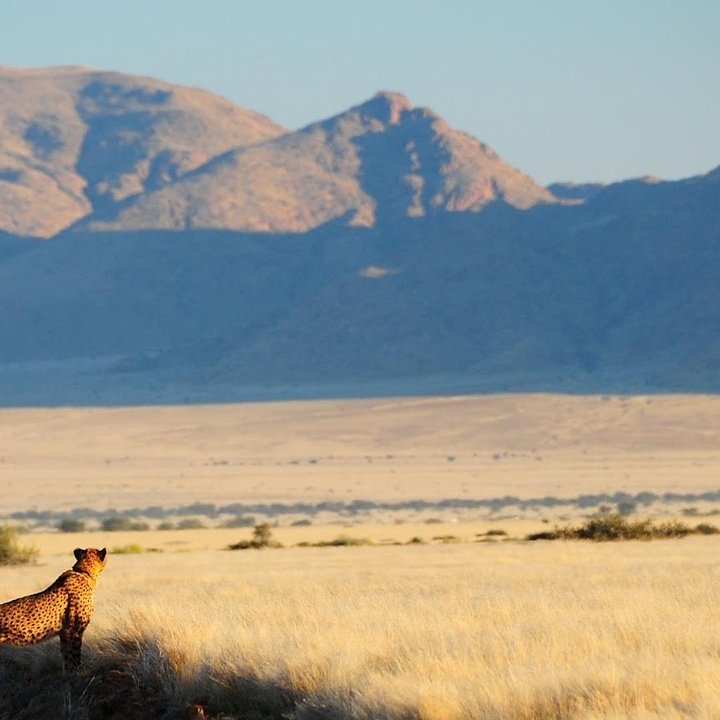 NamibiaNamibCarnivoreResearchCentre