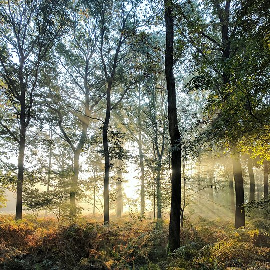 TP RUN CLUB: NEW FOREST 