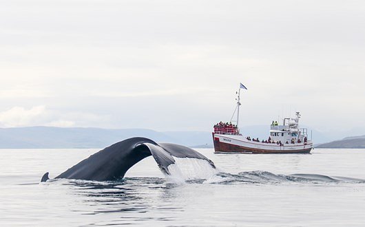 Discovering Iceland's Coastal Marvels with Sea Tours