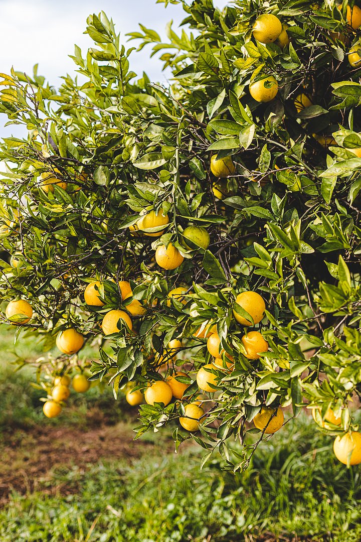 OrangeFarmAlgarveFoodExperienceMadameDessert6481