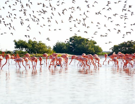Birds and animals