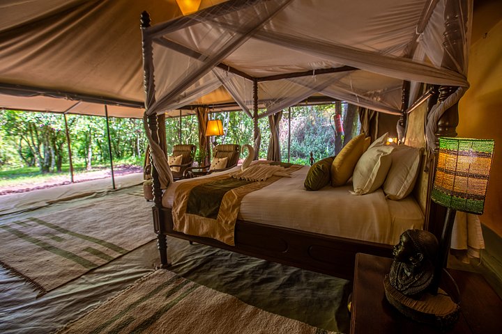 safariroom