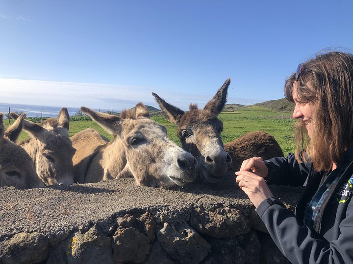 donkeygraciosa
