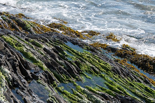 Wonder the beach with a local expert on the wild Kerry coast
