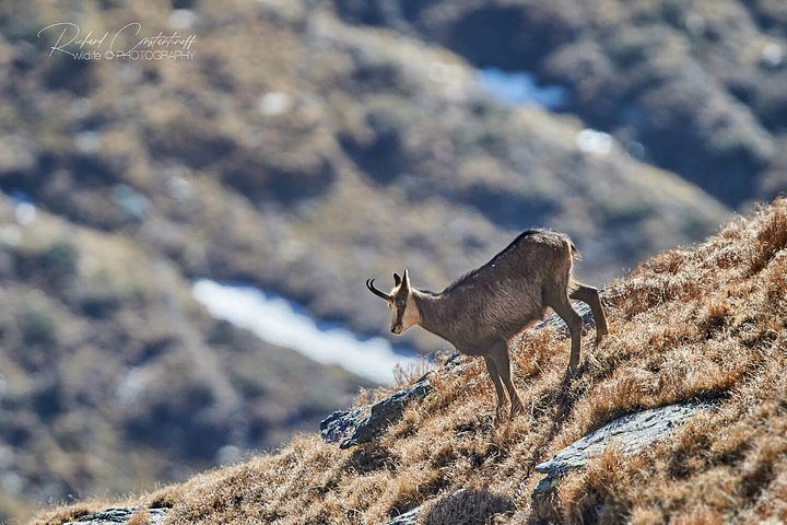 bisonbearchamois3