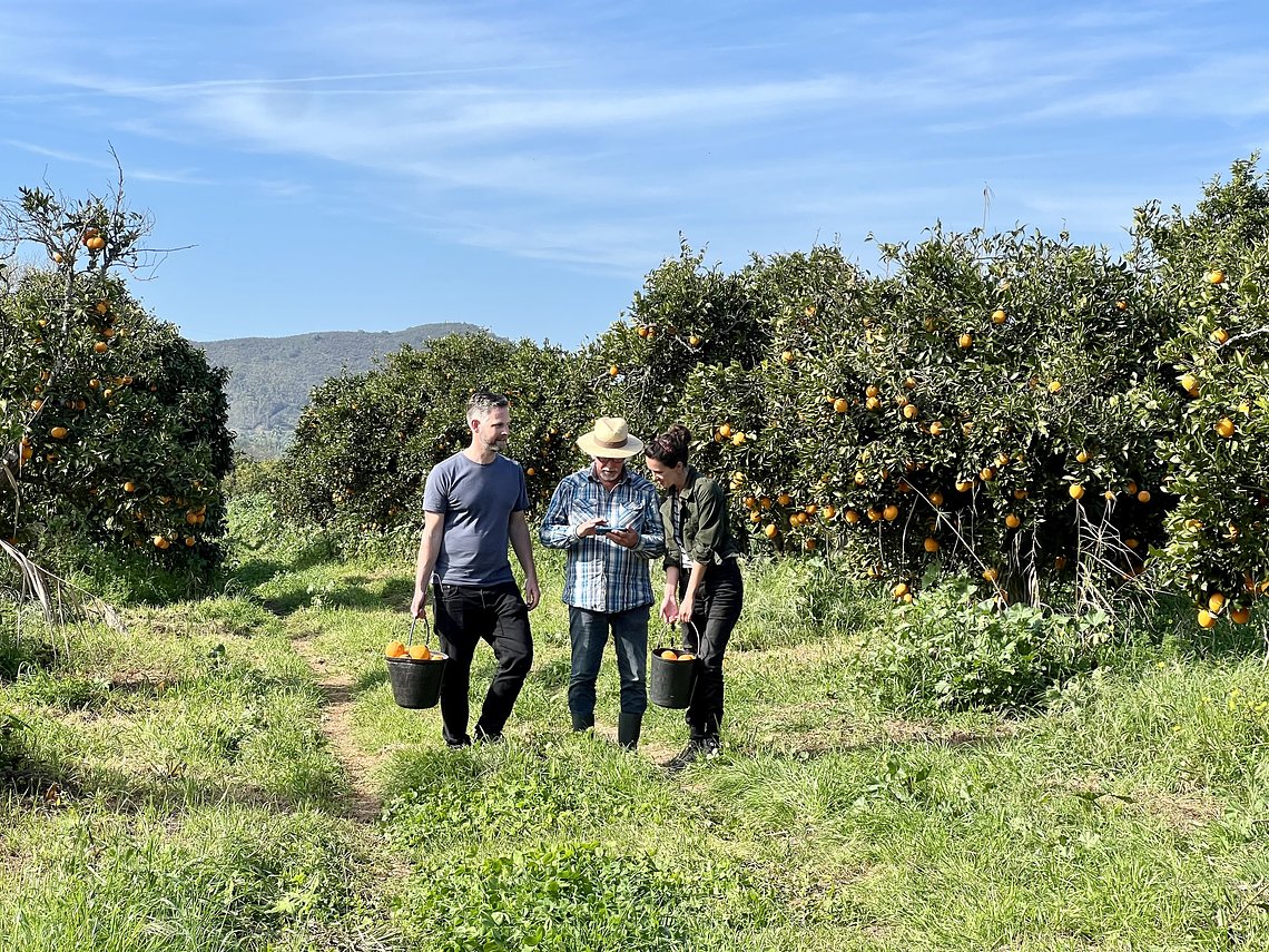 Pickingoranges