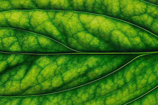 The Botanical Toolkit , Herbal & Aromatic Wellbeing