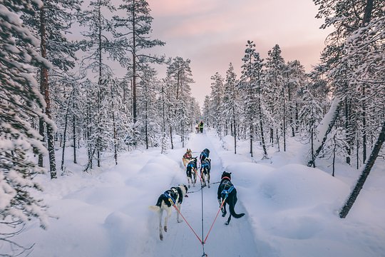 Visit a Finnish husky farm and enjoy a dog sledding ride on a frozen lake 