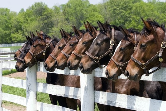 Visit an authentic Thoroughbred horse farm