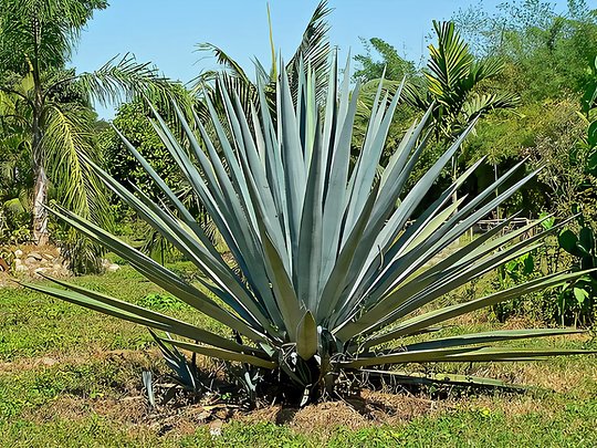 Visit a Mezcal Palenque distillery & enjoy a tasting or two