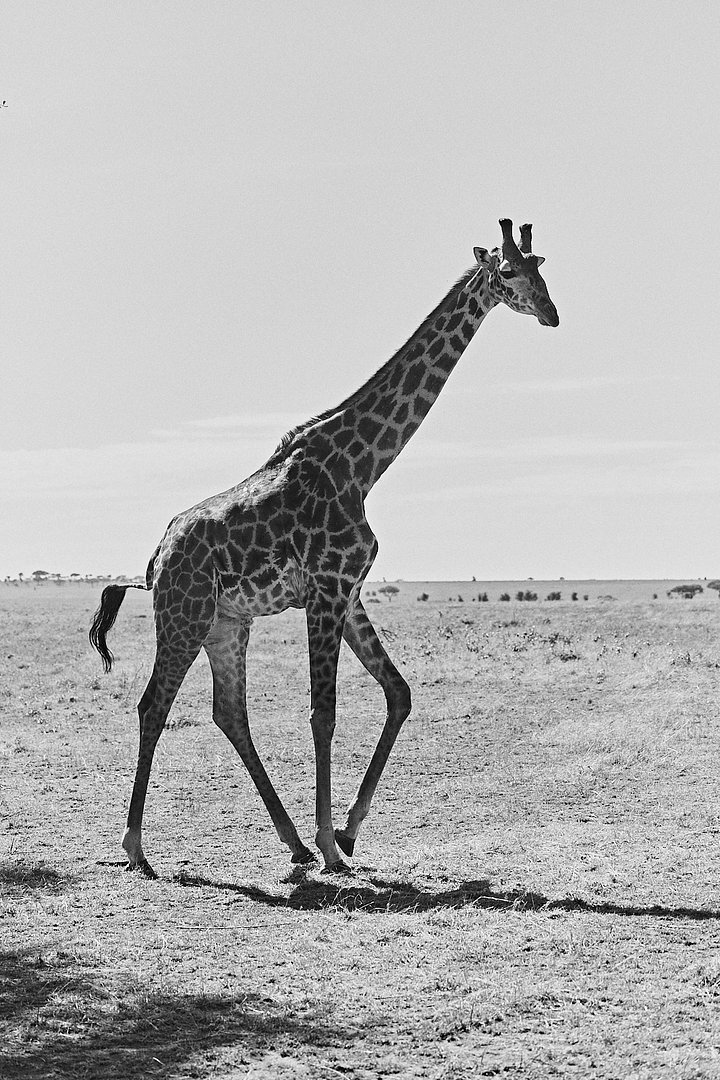 HR_TANZANIA_ZAHIJOURNEYS_2024_818