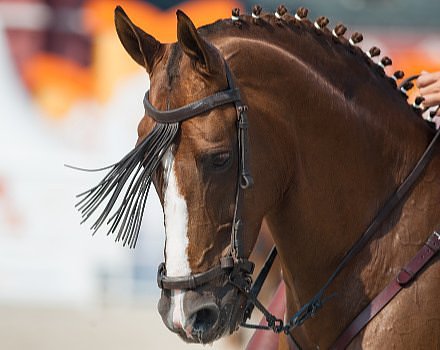 Equestrian Show