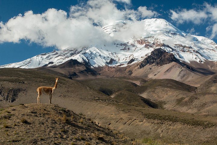 chimborazoalpacamedium