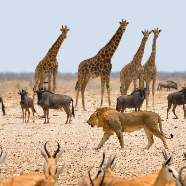 Namibiaetoshanationalpark1