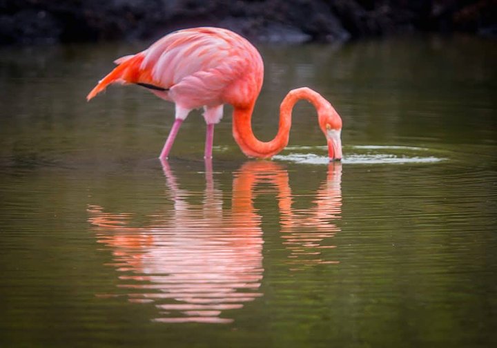 GalapagosFlamingo1024x7173293526258